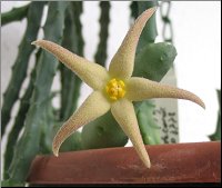 Piaranthus decorus  subsp cornutus